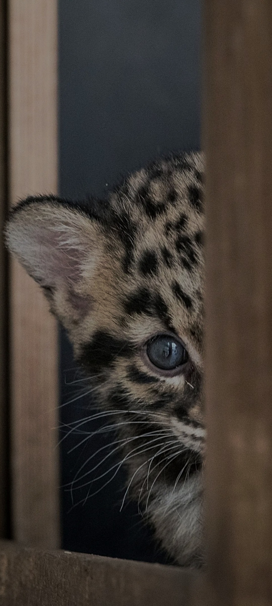 Pio - Alvaschein - Grisons | Annonce Rencontre